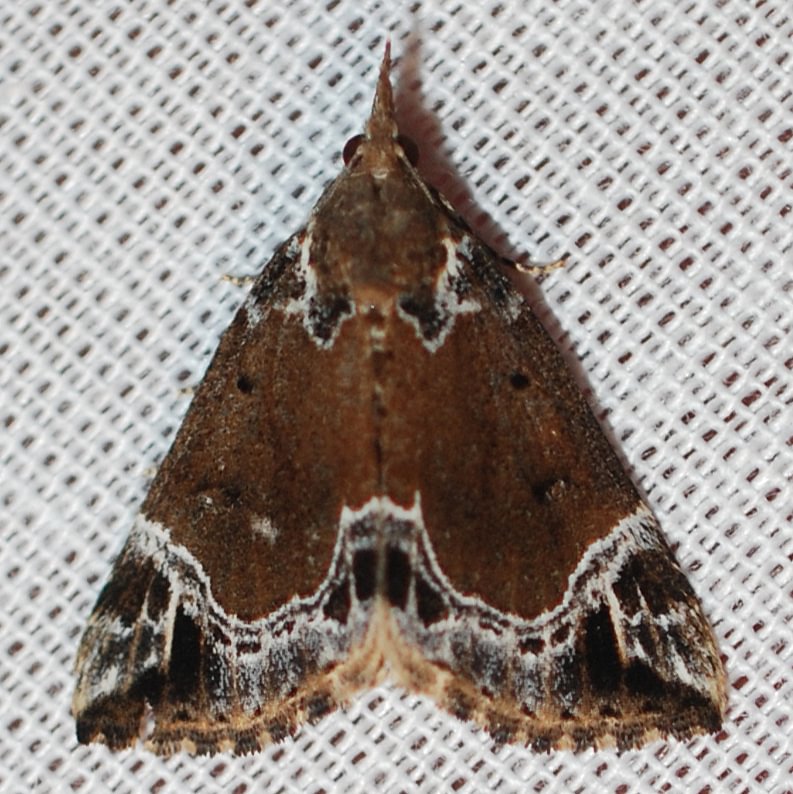 White-lined Snout moth Hypena abalienalis columbia county northwest oregon