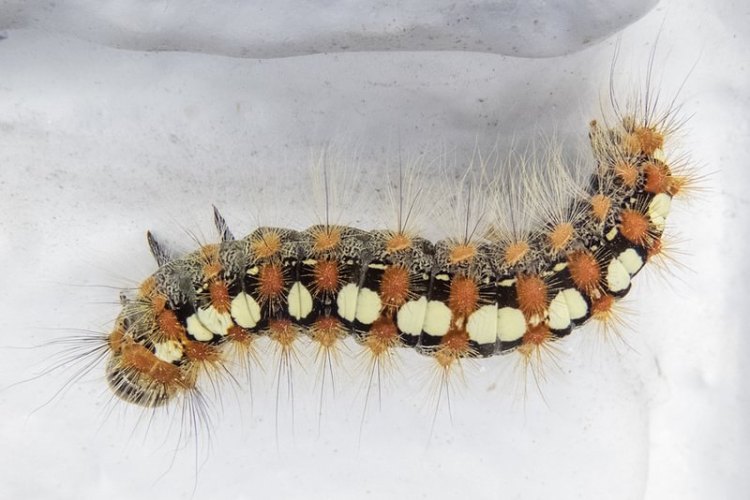 White Satin Moth Leucoma salicis columbia county northwest oregon larva caterpillar