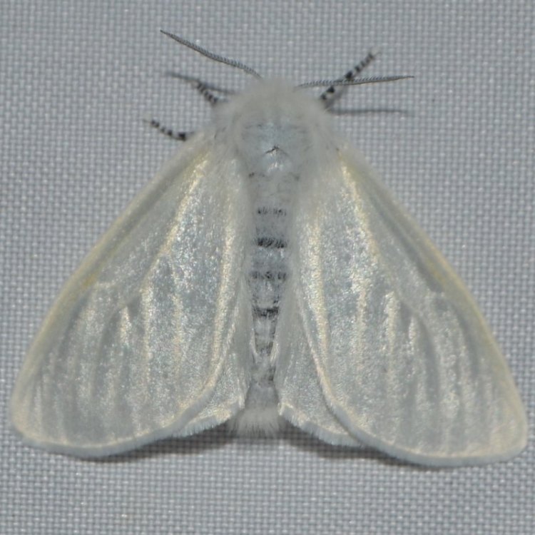 White Satin Moth Leucoma salicis columbia county northwest oregon