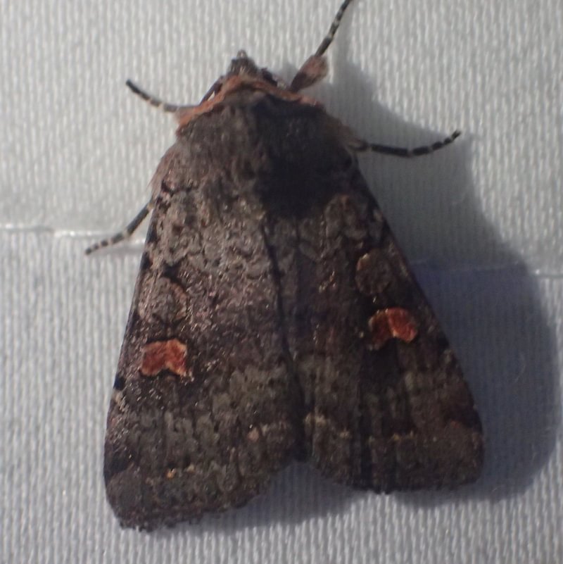 Starry Dart Moth Adelphagrotis stellaris columbia county northwest oregon