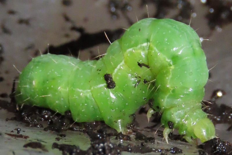 Alfalfa Looper Moth larva Autographa californica caterpillar columbia county northwest oregon
