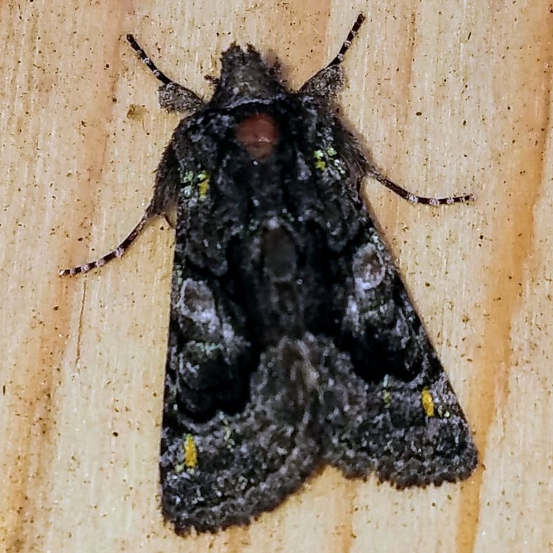 Shell-scalloped Moth Behrensia conchiformis columbia county northwest oregon