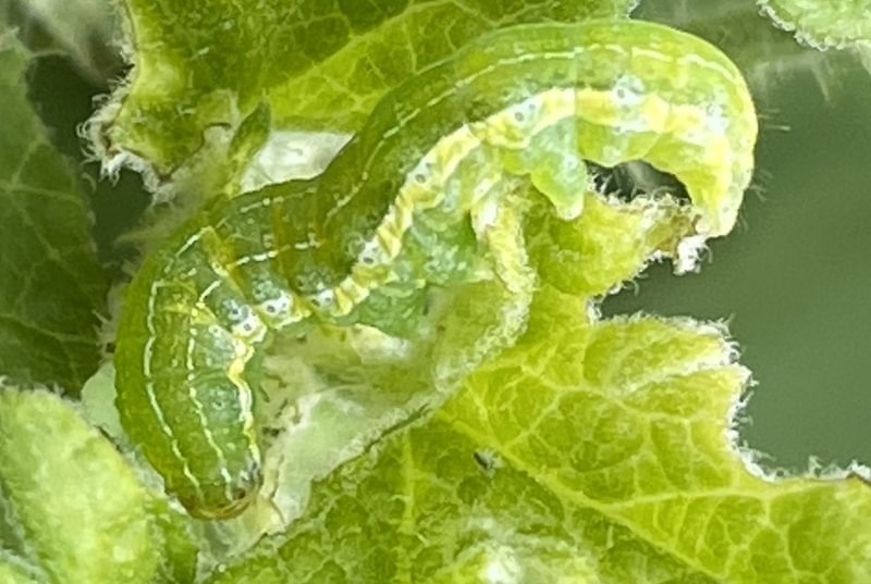C-marked Currant Moth larva Stretchia muricina caterpillar columbia county northwest oregon