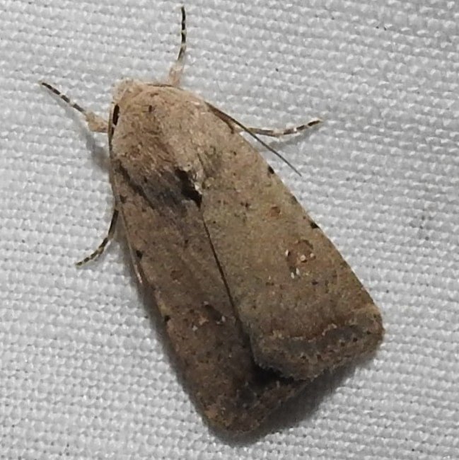 Civil Rustic Moth Caradrina montana columbia county northwest oregon