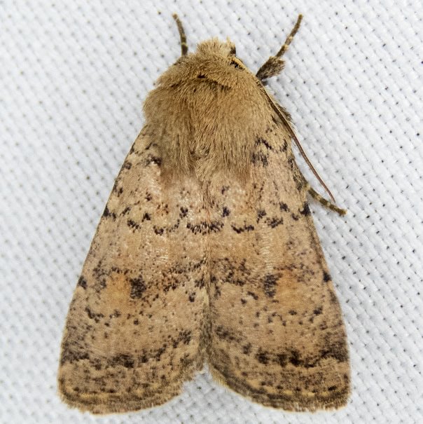 Cracked Quaker Homorthodes fractura columbia county northwest oregon moth