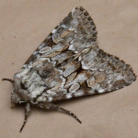 Dark-winged Quaker Eremobina claudens columbia county northwest oregon