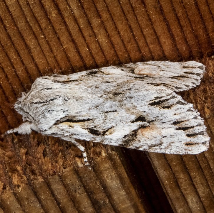 Crucialis Woodling Moth Egira crucialis columbia county northwest oregon