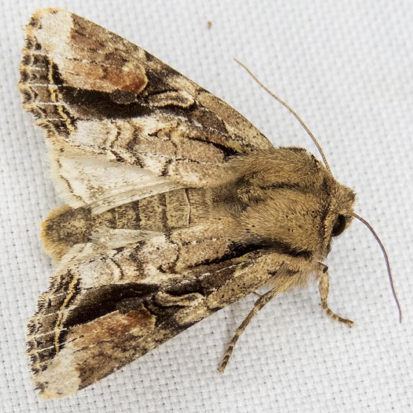 Red Ochre Woodling Moth Egira rubrica columbia county northwest oregon