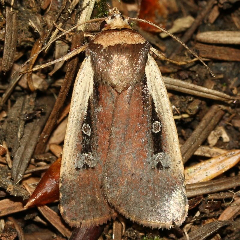 Flame-shouldered Dart Ochropleura implecta columbia county northwest oregon