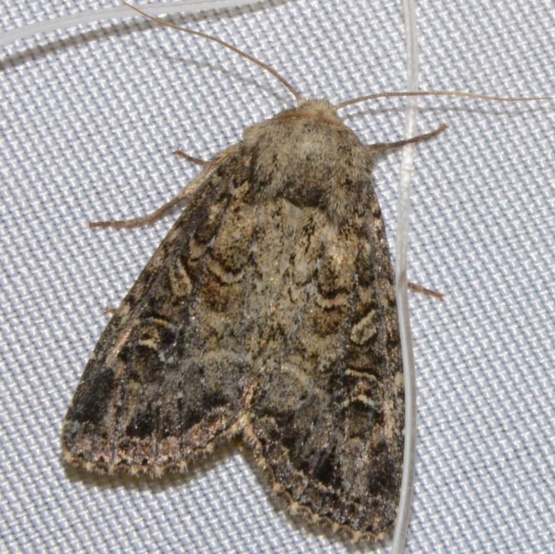 Glassy Cutworm Moth Apamea devastator columbia county northwest oregon