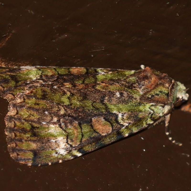 Green Arches Anaplectoides prasina columbia county northwest oregon