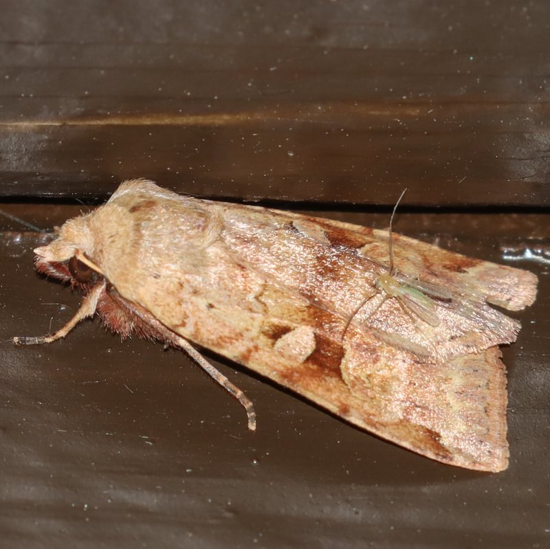 Hunger Clay Diarsia esurialis columbia county northwest oregon