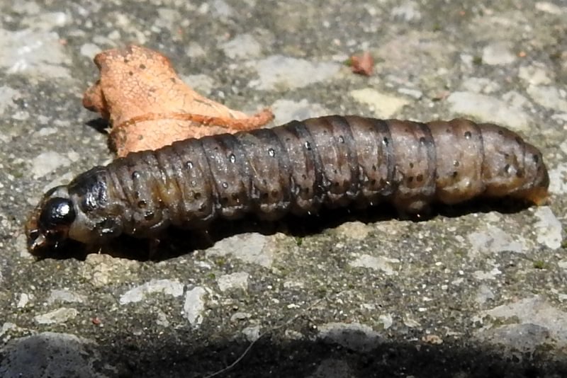 Ipsilon Dart Moth larva Agrotis ipsilon columbia county northwest oregon