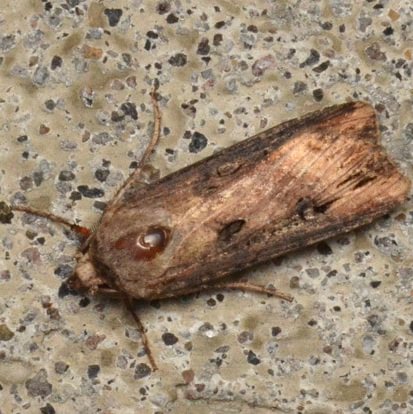 Ipsilon Dart Moth Agrotis ipsilon columbia county northwest oregon