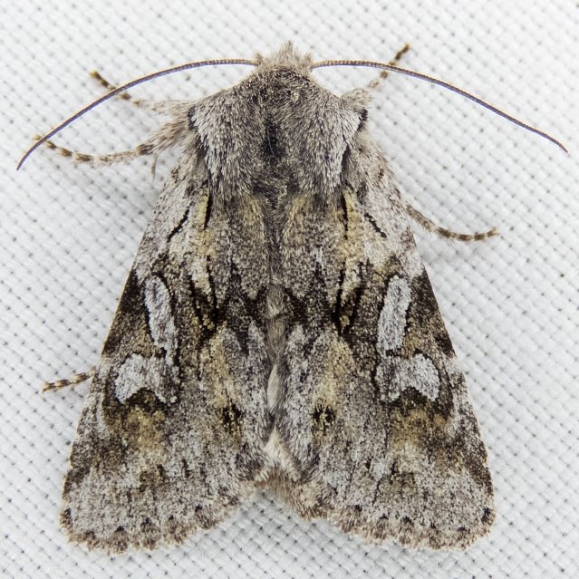 Lacinipolia patalis columbia county northwest oregon