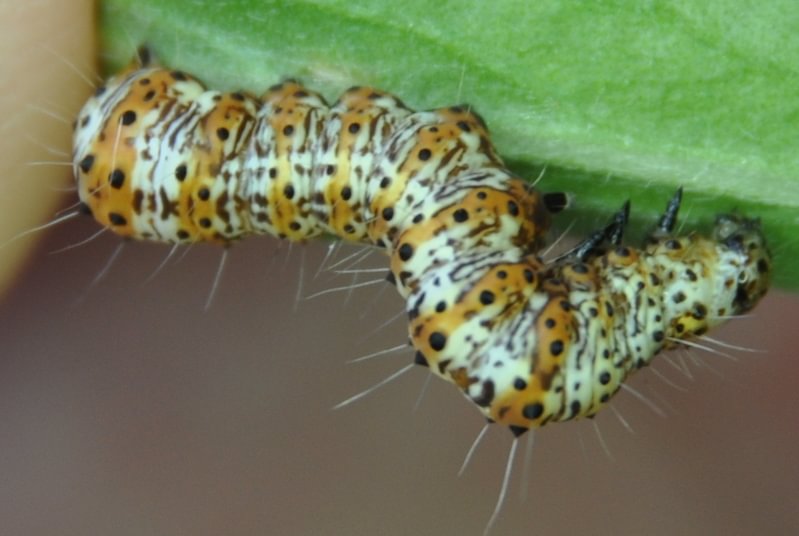 Langton's Forester larva Alypia langtoni caterpillar columbia county northwest oregon