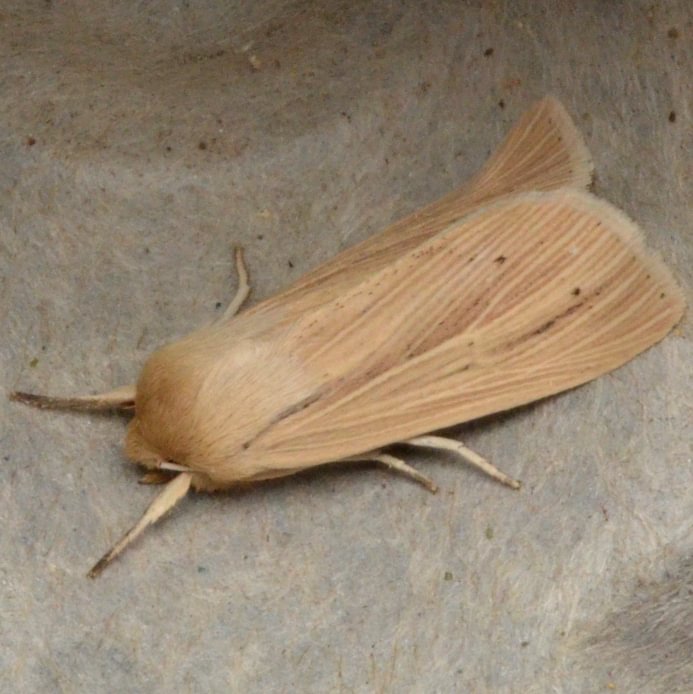 Lesser Wainscot Mythimna oxygala columbia county northwest oregon