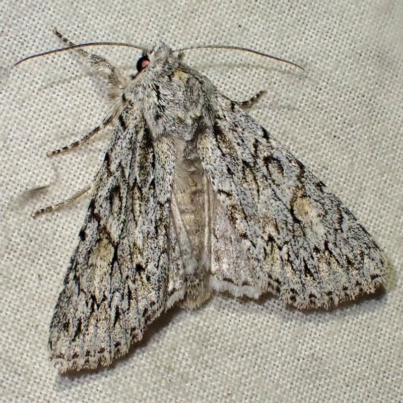 Nightingale Moth Andropolia aedon columbia county northwest oregon