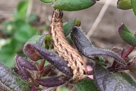 Nightingale Moth larva Andropolia aedon caterpillar columbia county northwest oregon