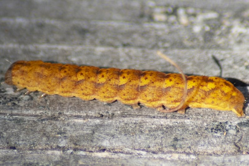 Otter Spiramater Moth Spiramater lutra columibia county northwest oregon
