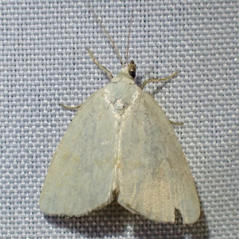 Pale Glyph Protodeltote albidula columbia county northwest oregon
