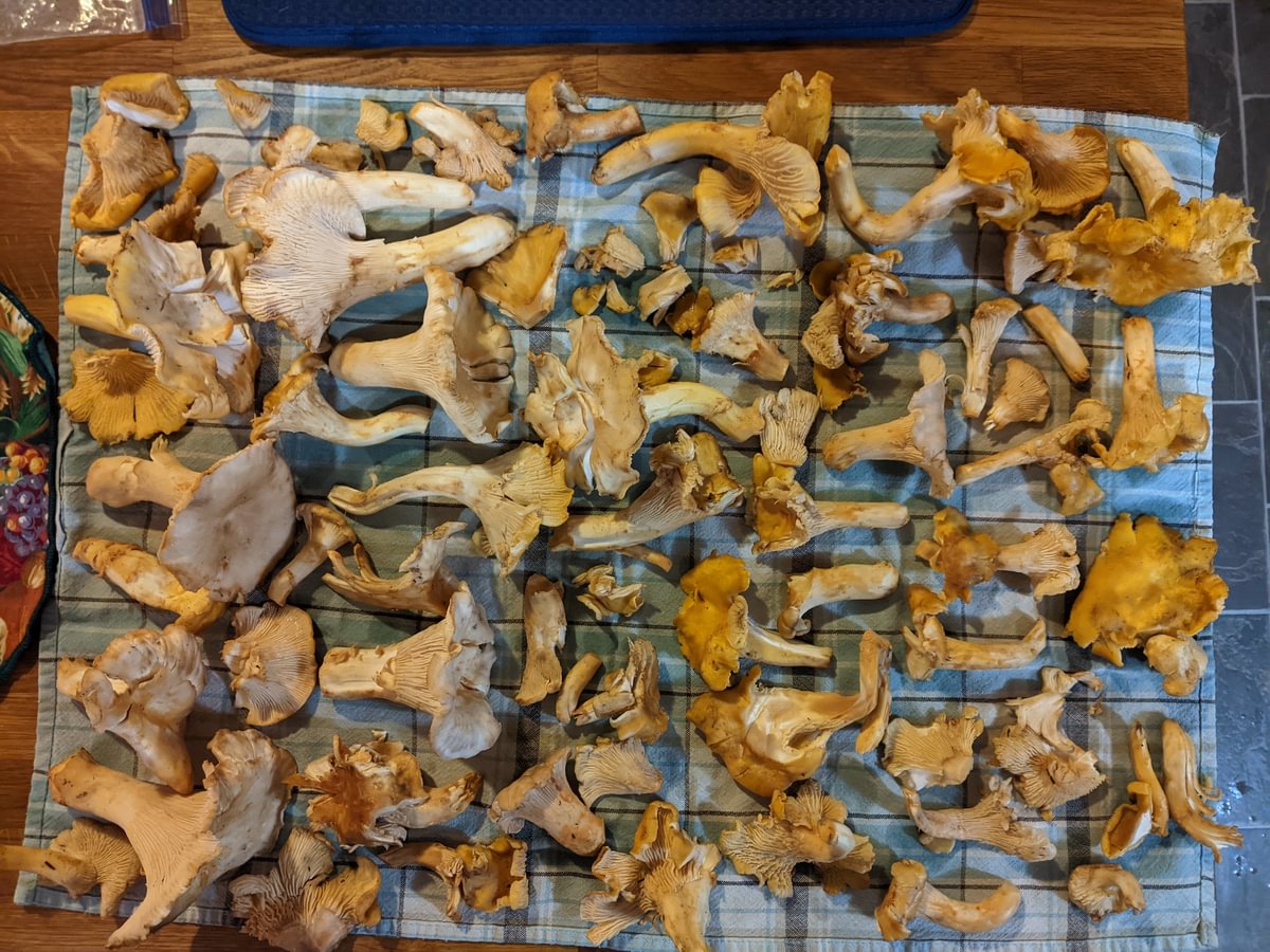 Pacific golden chanterelle Cantharellus formosus white chanterelle Cantharellus subalbidus columbia county northwest oregon