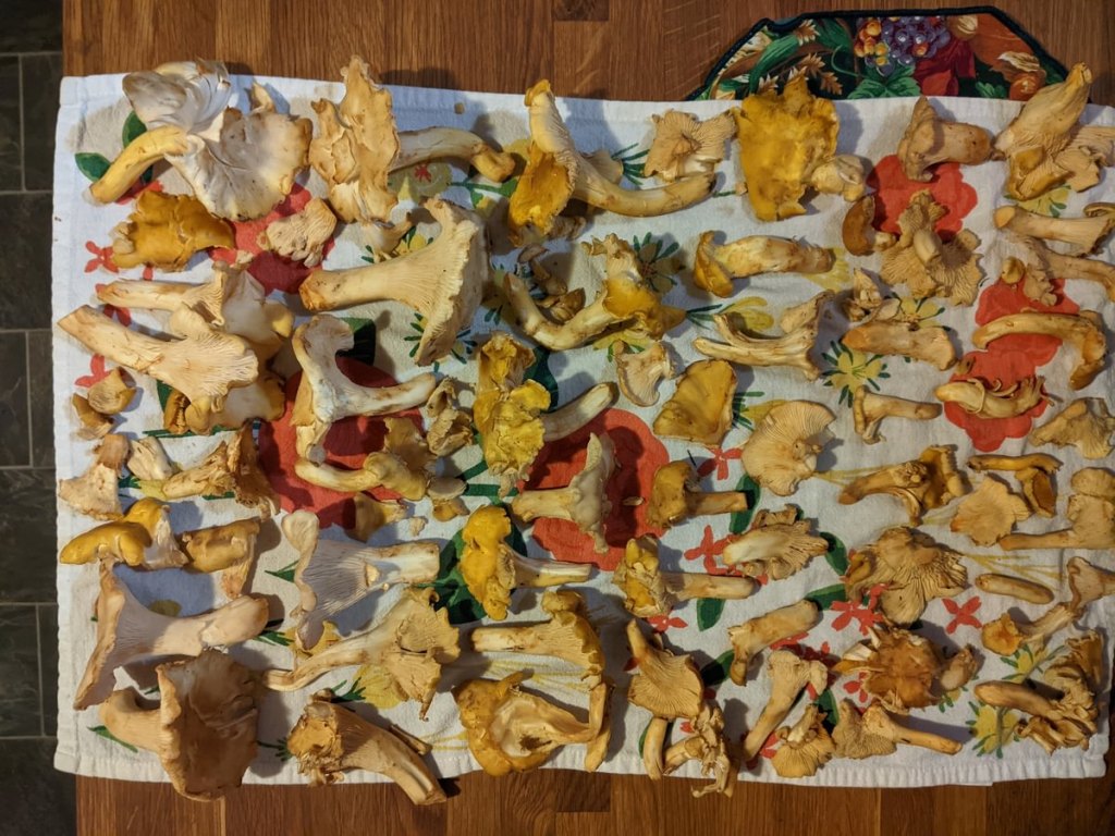 white chanterelle Cantharellus subalbidus Pacific golden chanterelle Cantharellus formosus columbia county northwest oregon