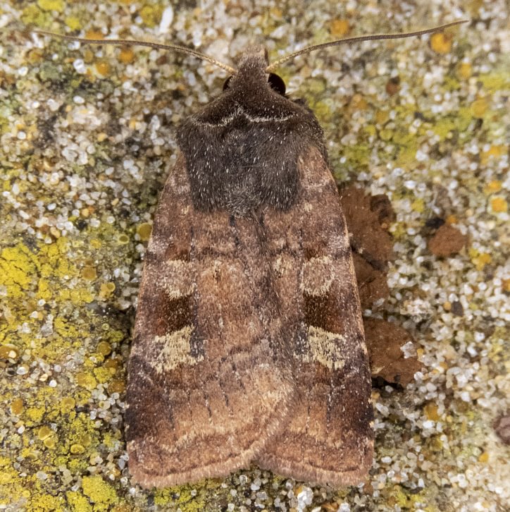 Rose Clay Diarsia rosaria columbia county northwest oregon moth