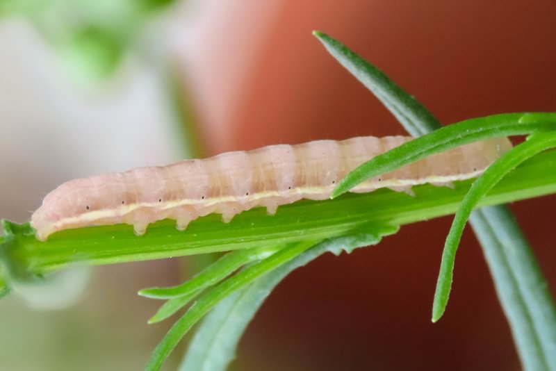Small Ranunculus larva Hecatera dysodea caterpillar columbia county northwest oregon