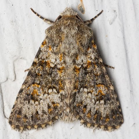 Small Ranunculus Hecatera dysodea columbia county northwest oregon