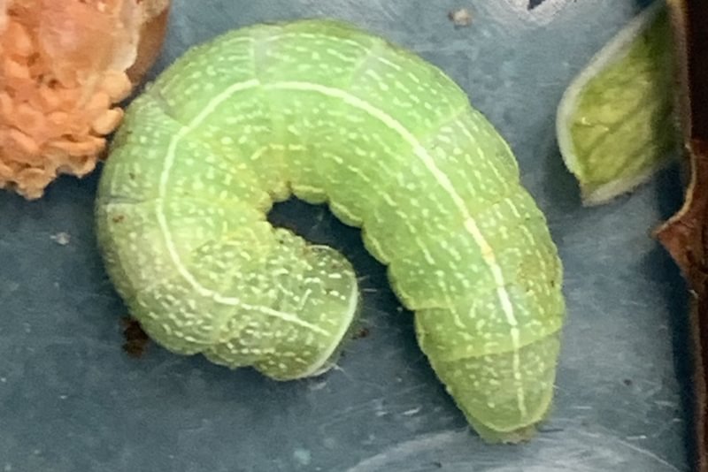 Speckled Green Fruitworm Moth larva Orthosia hibisci
