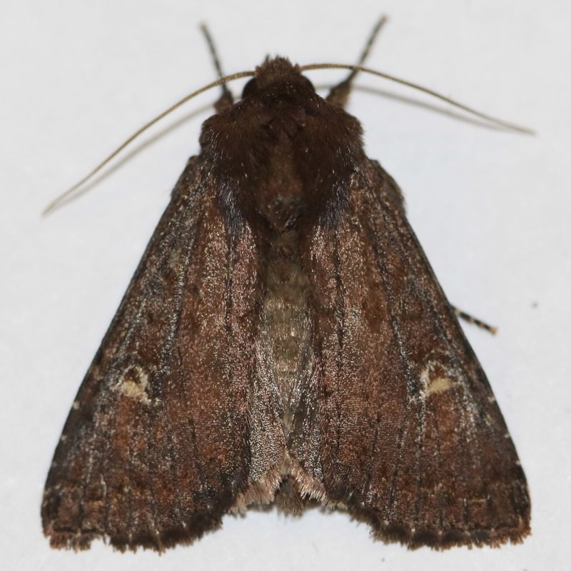 Thoughtful Apamea Moth Apamea cogitata columbia county northwest oregon