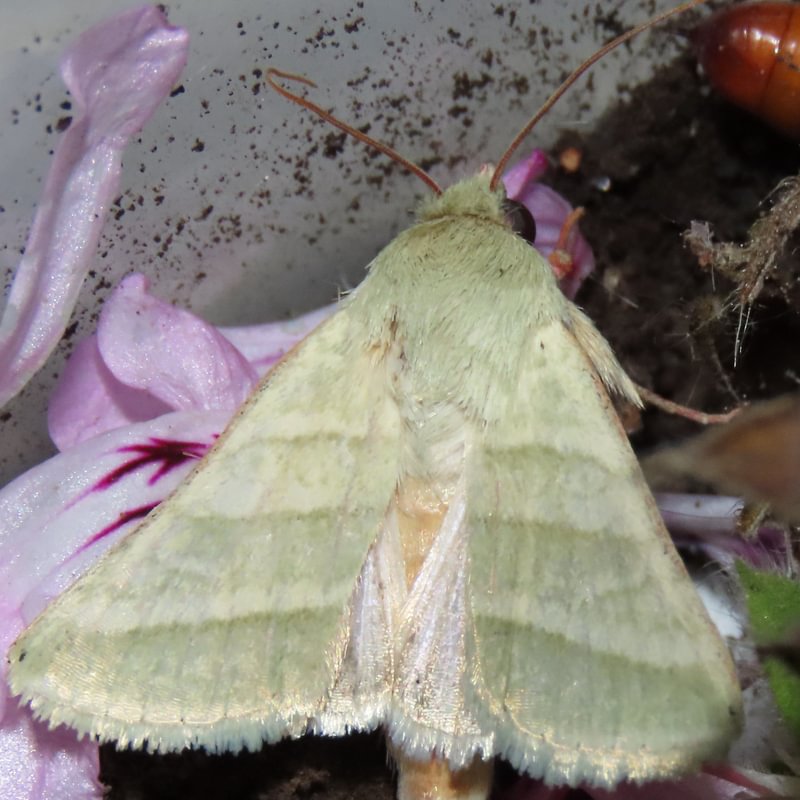 Tobacco Budworm Moth Chloridea virescens columbia county northwest oregon
