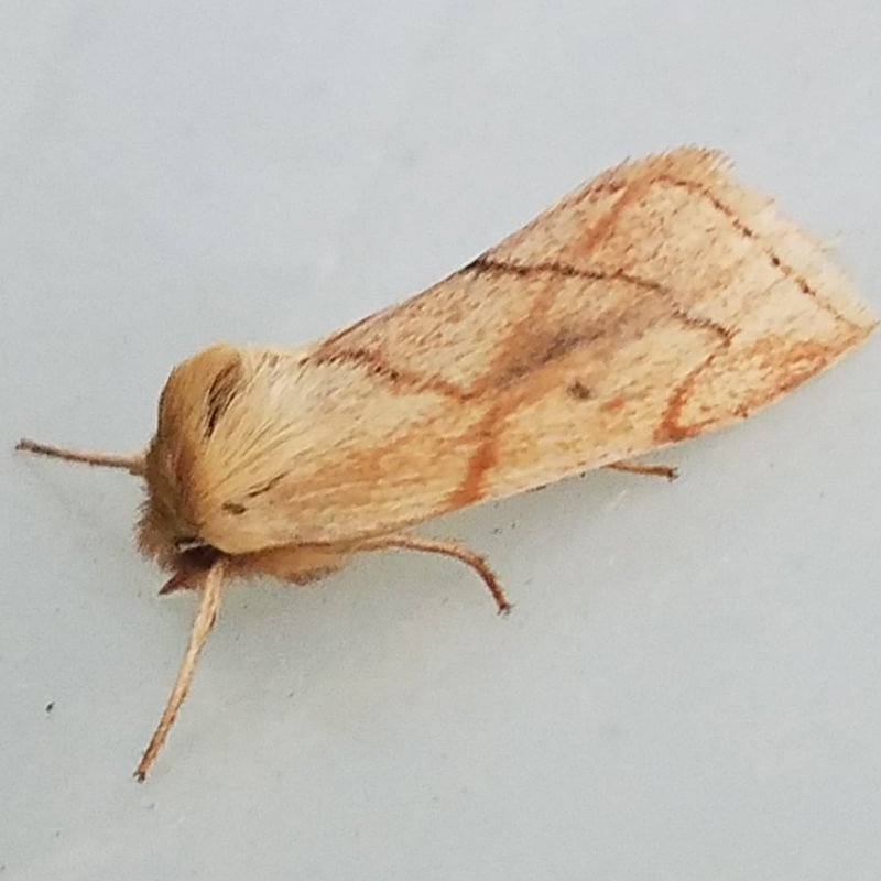 V-lined Quaker Zosteropoda hirtipes columbia county northwest oregon moth