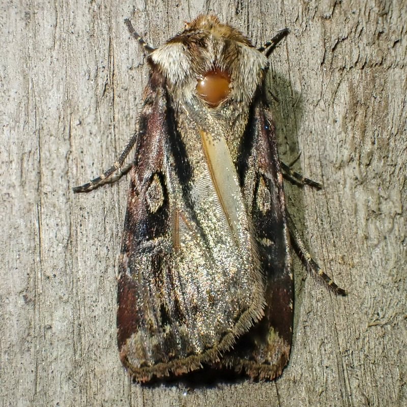 Vancouver Dart Moth Agrotis vancouverensis columbia county northwest oregon