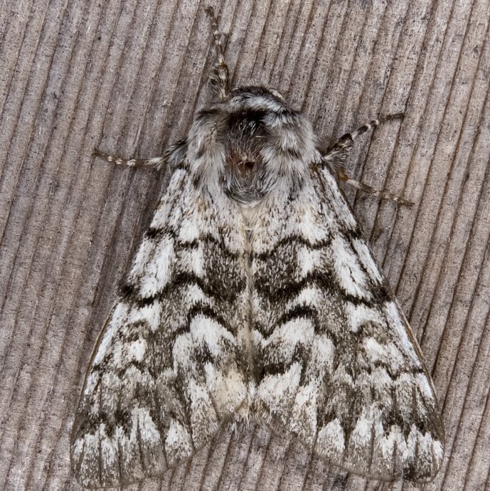 Western Panthea Moth Panthea virginarius) columbia county northwest oregon