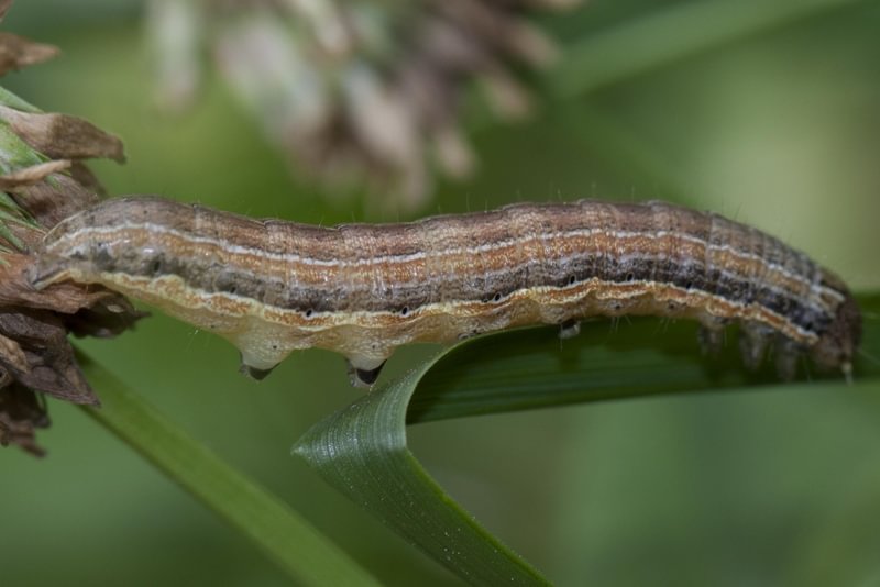 White-speck Moth larva Mythimna unipuncta caterpillar columbia county northwest oregon