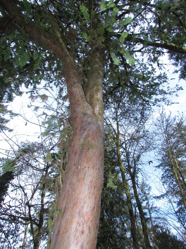 Pacific Yew western Taxus brevifolia northwest oregon columbia county