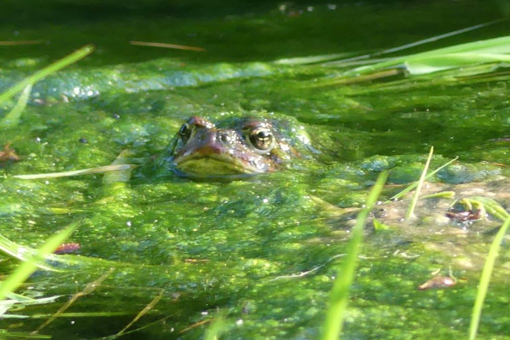 Western Toad eggs boreal toad northwest oregon Anaxyrus boreas boreas breeding mating columbia county vernonia