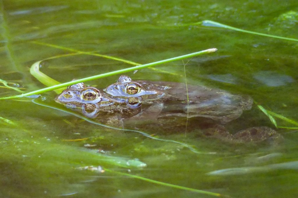 Western Toad eggs boreal toad northwest oregon Anaxyrus boreas boreas breeding mating columbia county vernonia