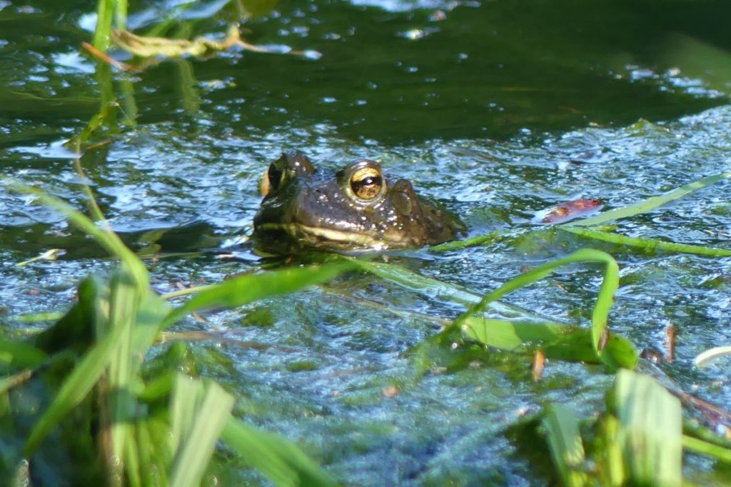 Western Toad eggs boreal toad northwest oregon Anaxyrus boreas boreas breeding mating columbia county vernonia