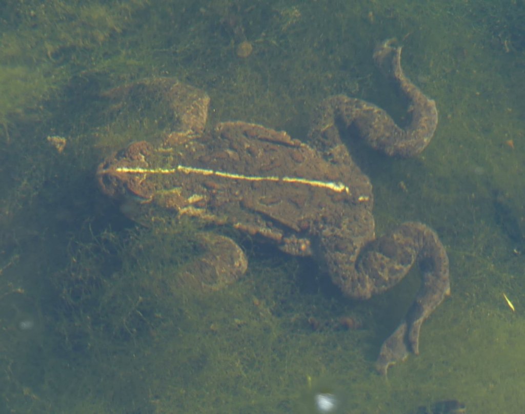 Western Toad eggs boreal toad northwest oregon Anaxyrus boreas boreas breeding mating columbia county vernonia