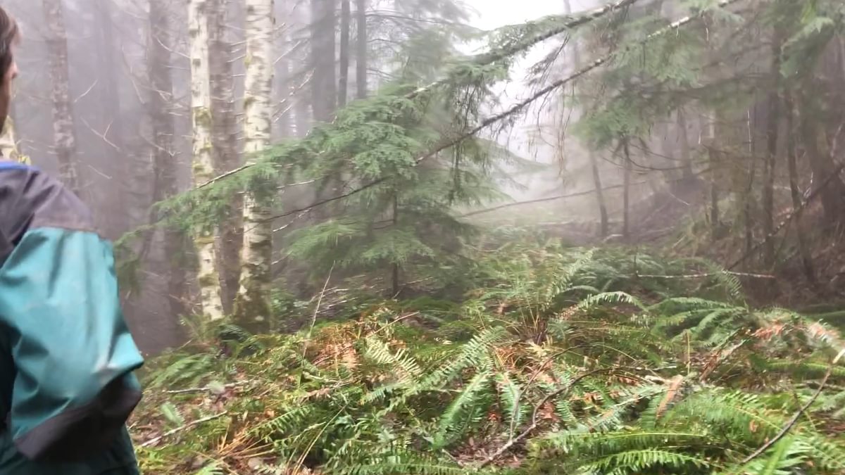 dead road Clatsop State Forest