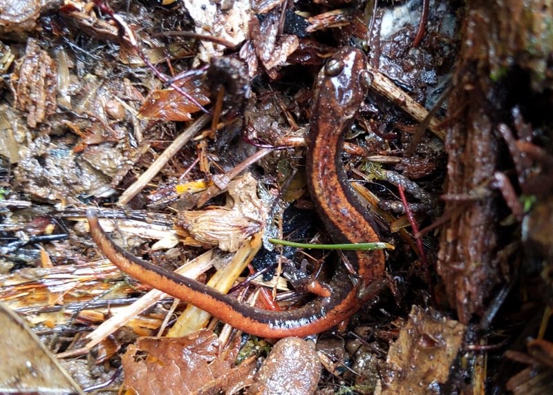 western redback salamander red-backed vista park property city of scappoose columbia county bella road oregon