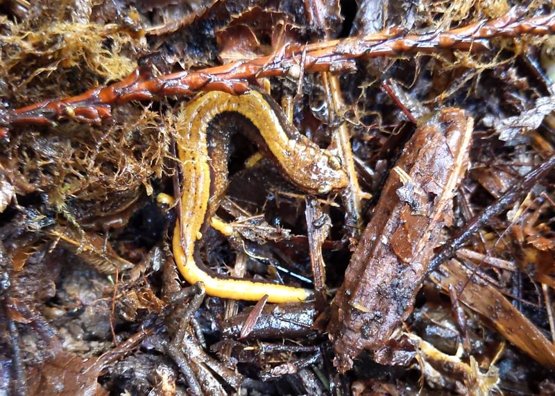 western redback salamander red-backed vista park property city of scappoose columbia county bella road oregon