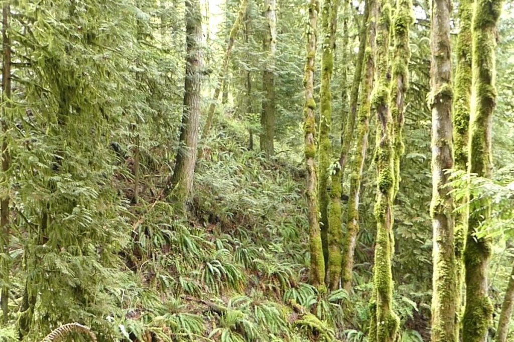 vista park property city of scappoose columbia county bella road oregon