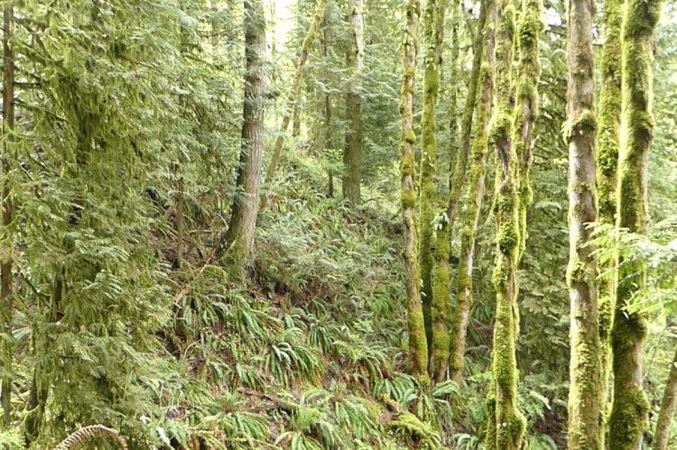 trees vista park property city of scappoose columbia county bella road oregon