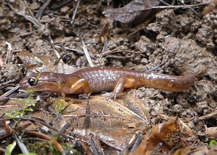 oregon ensatina salamander vista park property city of scappoose columbia county bella road oregon