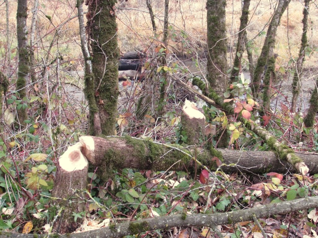 Dalton Lake bridge restoration st. helens oregon columbia county northwest