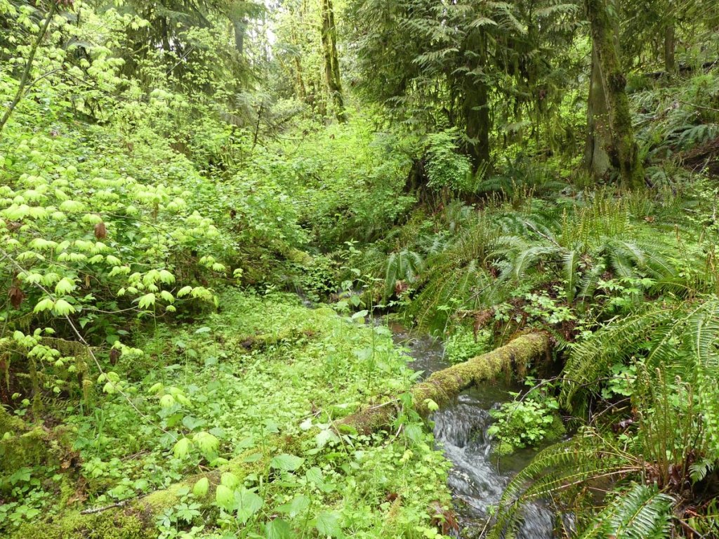 vista park property city of scappoose columbia county bella road oregon stream creek